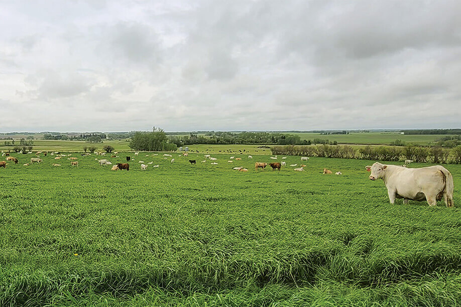 pasture