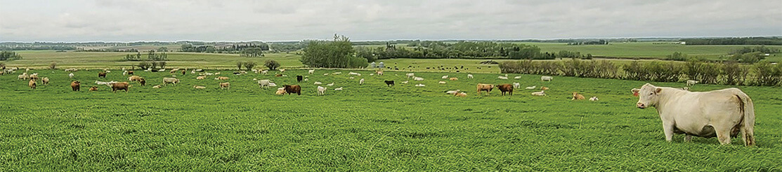herd